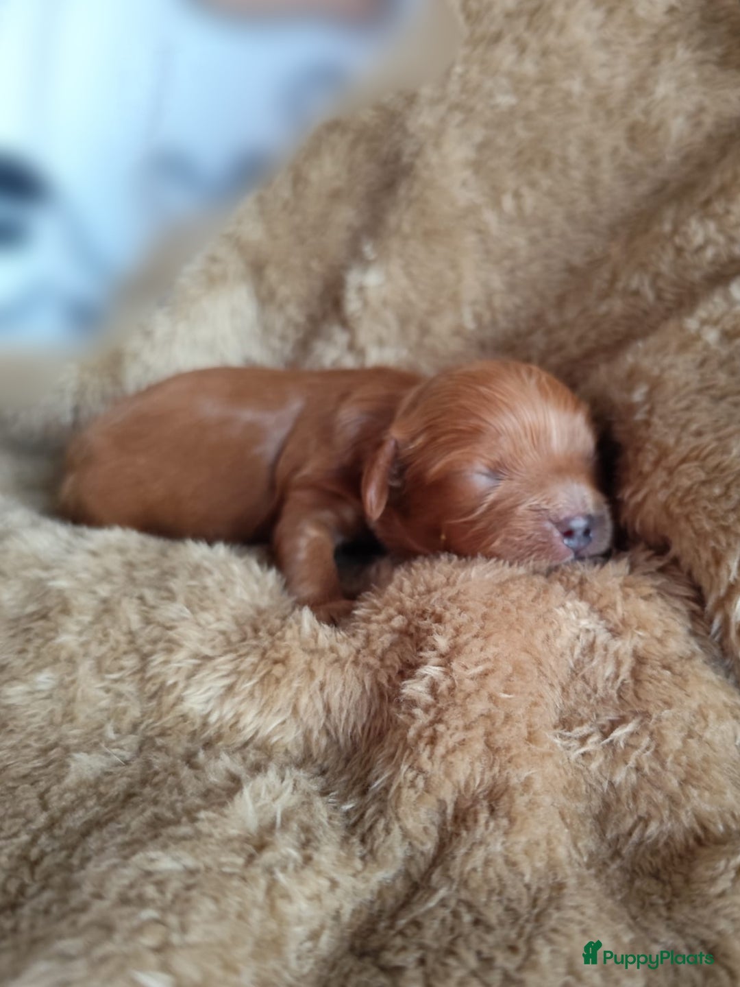 Cavapoo honden te koop: Prachtige cavapoo pups - Advertentie 9
