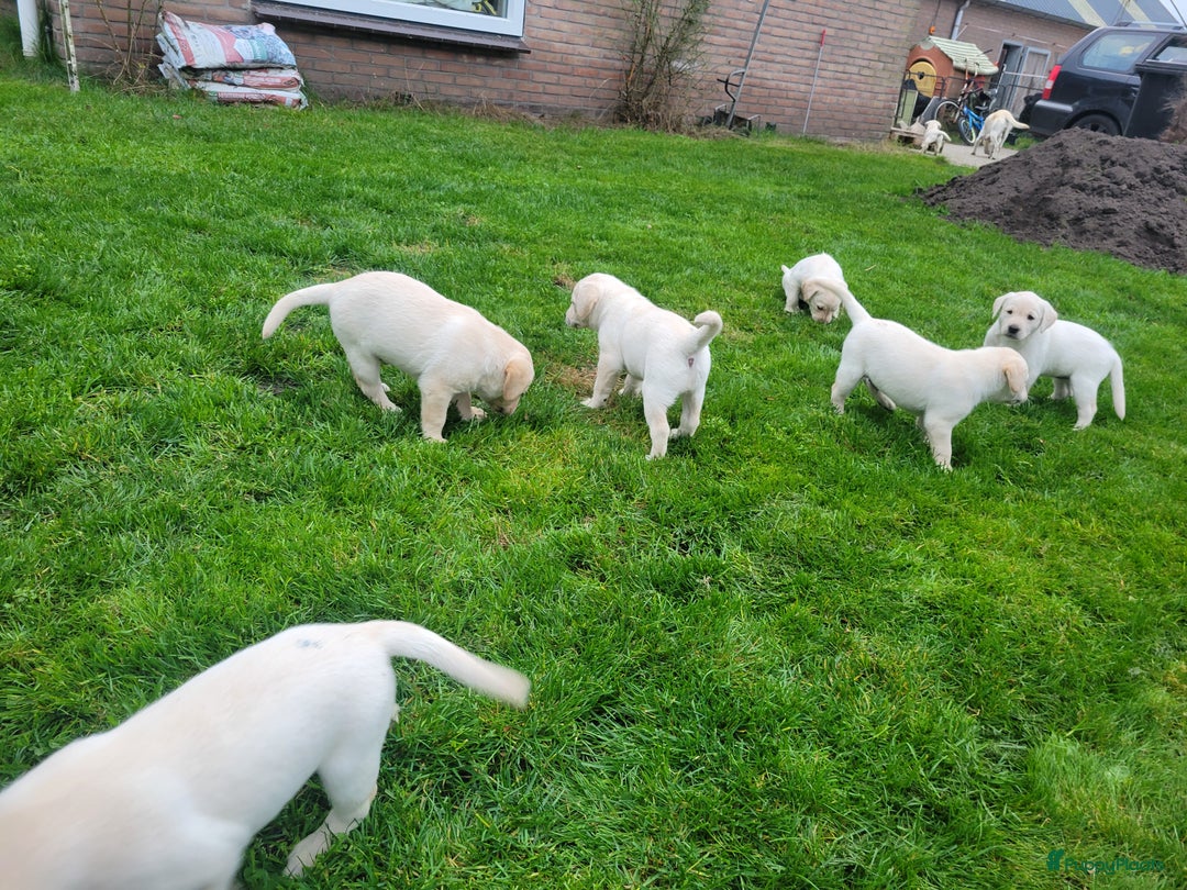 Labrador Retriever honden te koop: Stamboom fieldtrial labrador pups - Advertentie 3