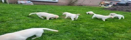 Labrador Retriever honden te koop: Stamboom fieldtrial labrador pups - Advertentie 3