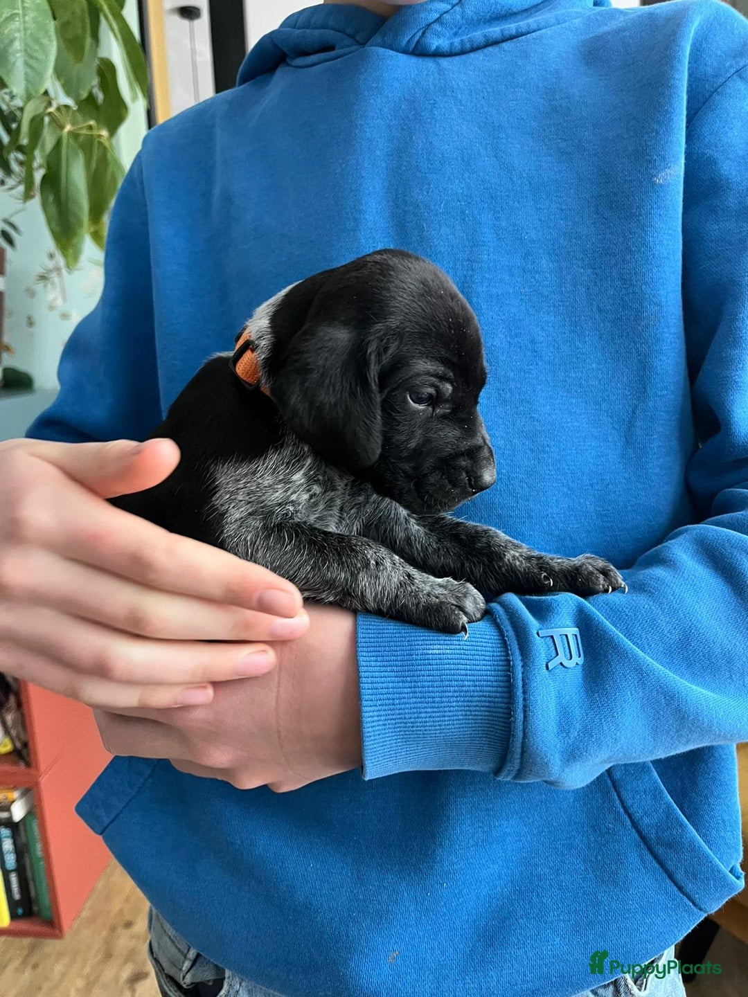 Duitse Staande Hond Korthaar honden te koop: Duitse Staande Korthaar puppy's met stamboom - Advertentie 9