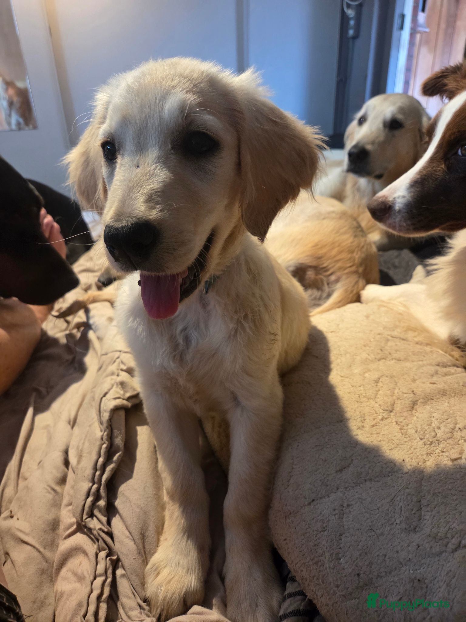 Flatcoated Retriever honden Flatcoated Retriever Pup te koop  - Advertentie 2