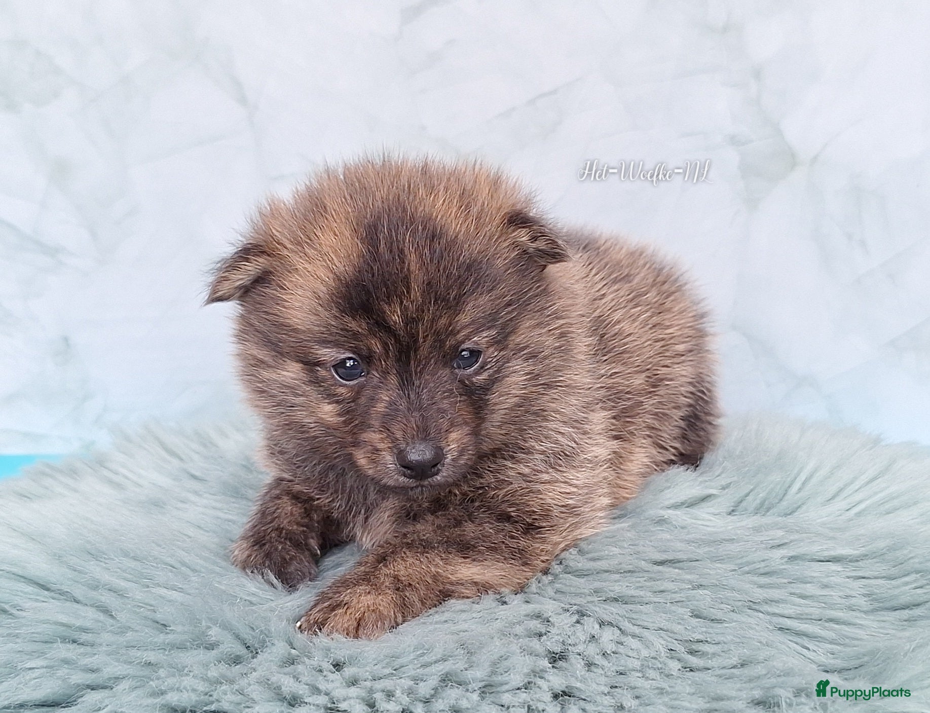 Pomsky honden te koop: Mars 💙 F1b pomsky reutje - Advertentie 6
