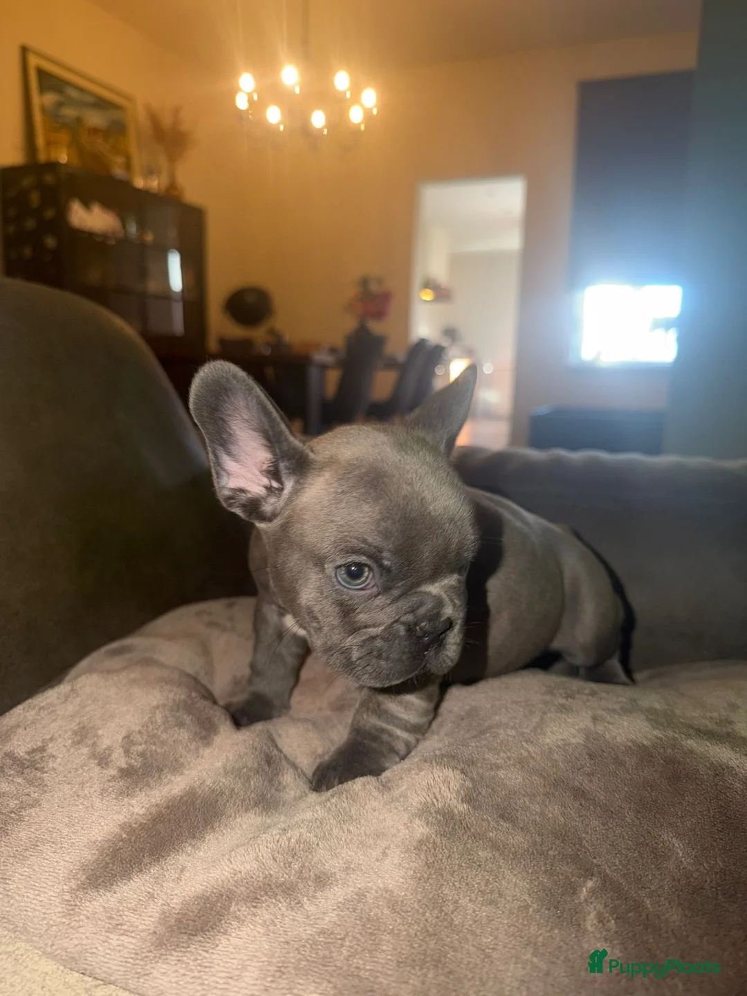 Franse Bulldog honden te koop: Mooie Franse bulldog pups lilac & blauw - Advertentie 13