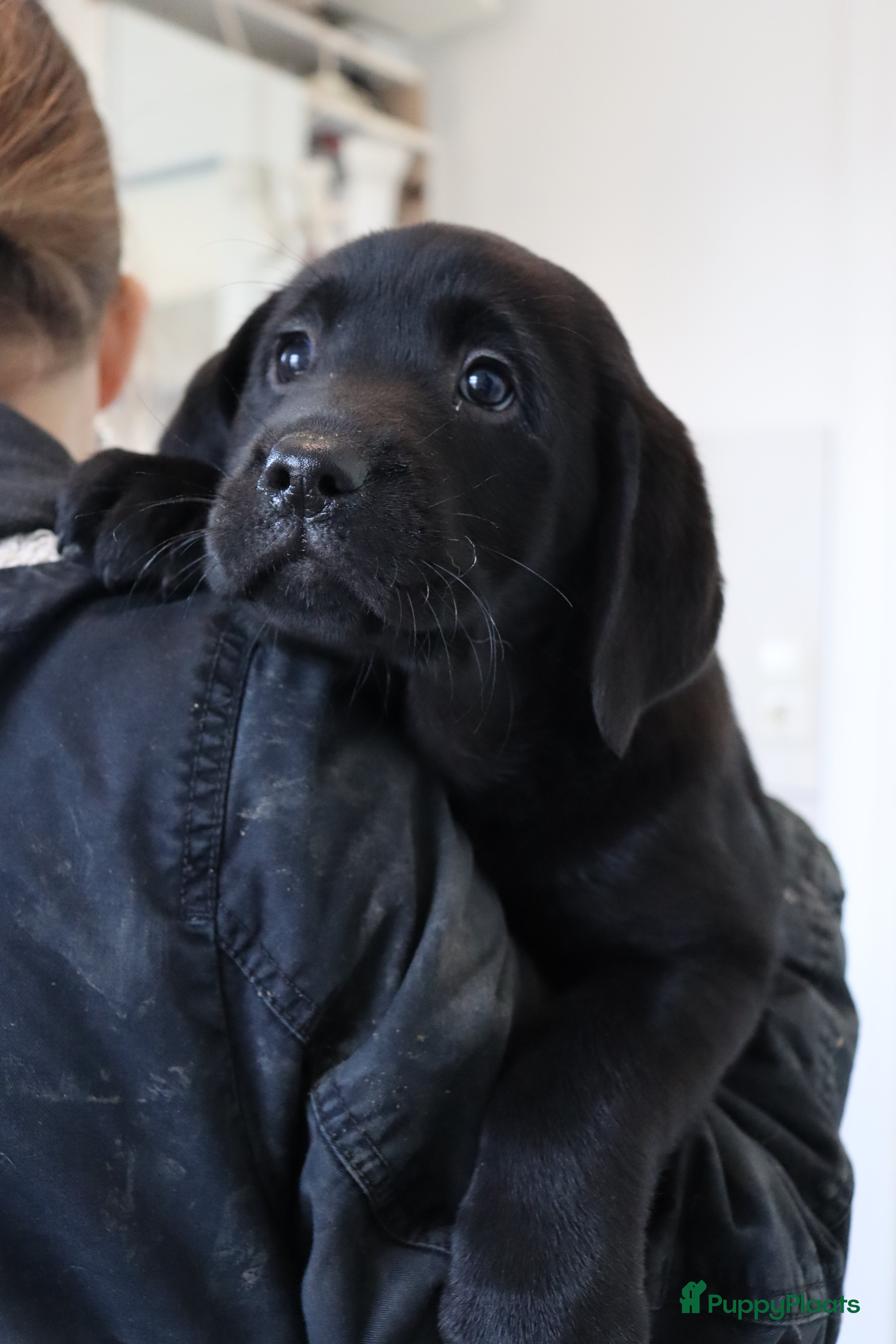 Labrador Retriever honden Hele lieve labrador pups te koop! - Advertentie 2