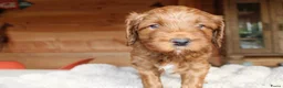 Australian Labradoodle honden te koop: Prachtige Australian Labradoodle pups in Velp - Advertentie 8