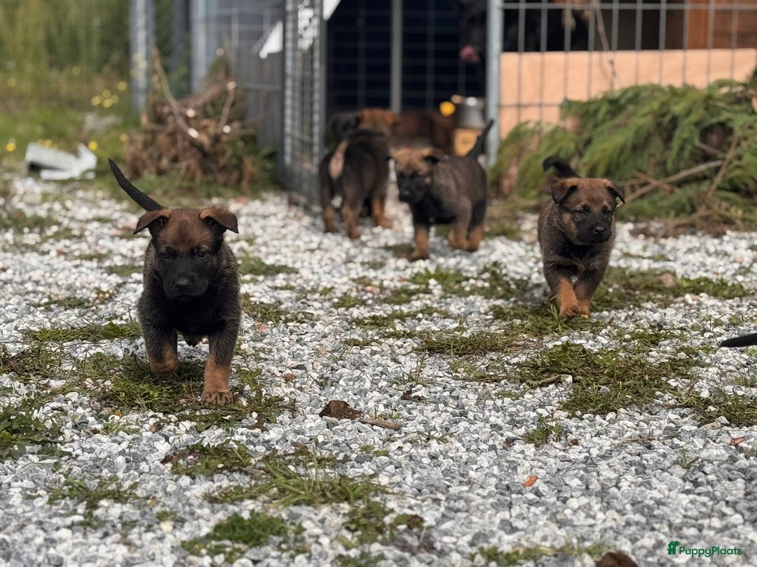 Mechelse Herder honden te koop: Pups van Mechelse en Siberische helders - Advertentie 2