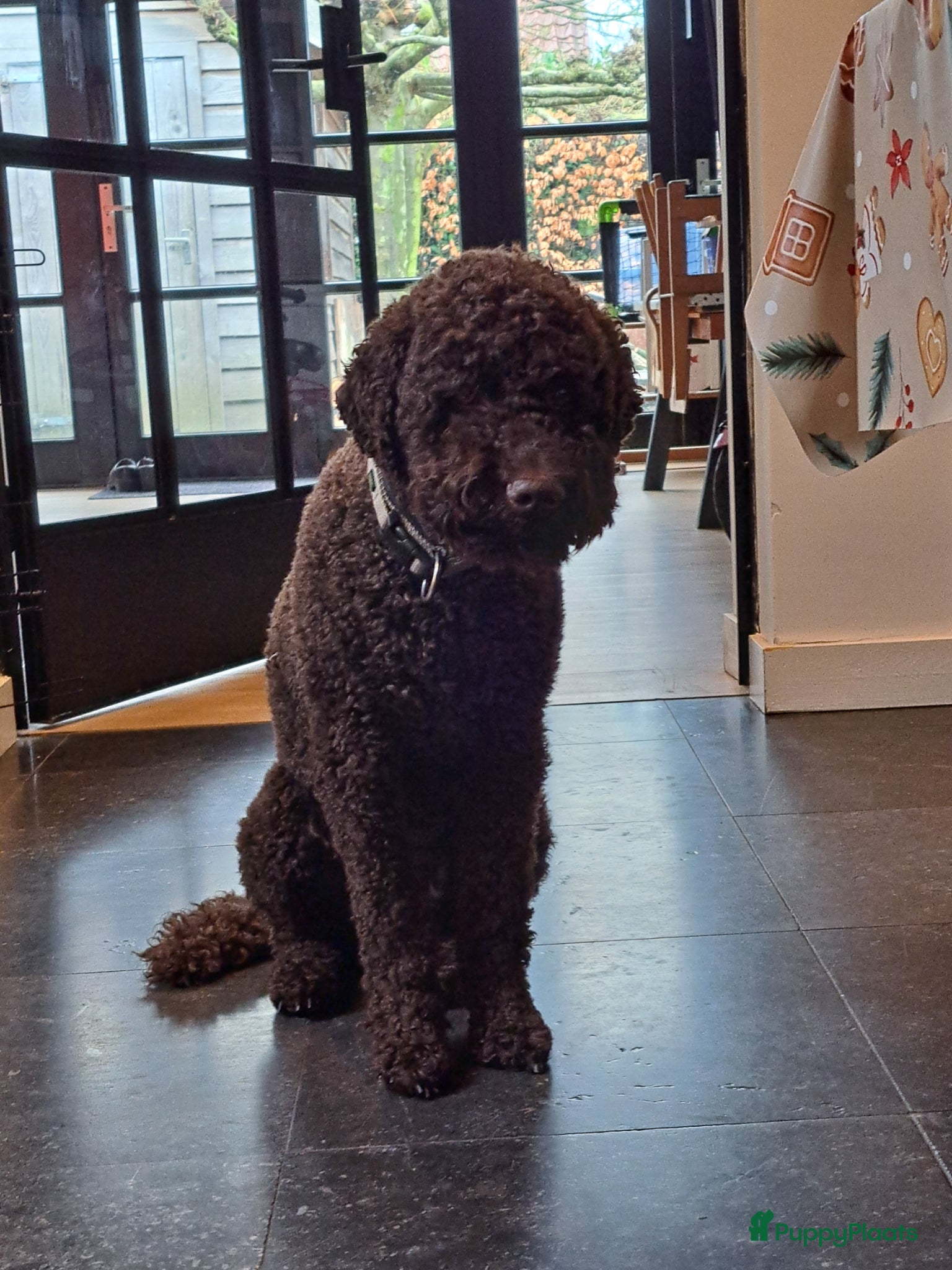 Labradoodle honden Chocolade bruine labradoodle puppies - Advertentie 2