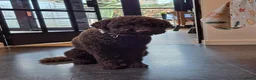 Labradoodle honden te koop: Chocolade bruine labradoodle puppies - Advertentie 1