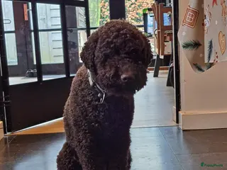 Labradoodle honden Chocolade bruine labradoodle puppies - Advertentie 1