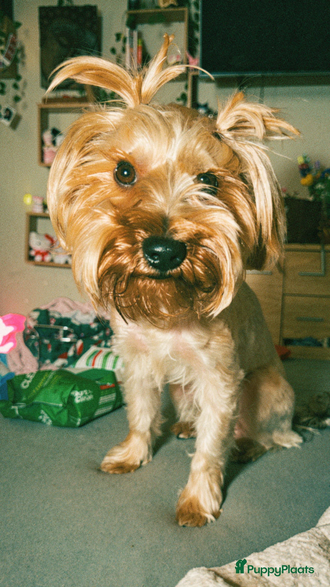 Yorkshire Terriër honden te koop: Yorkshire terrier  in Vlaardingen - Advertentie 4