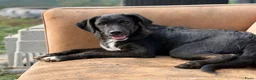 Kruising honden ter adoptie: Apollo - Advertentie 7