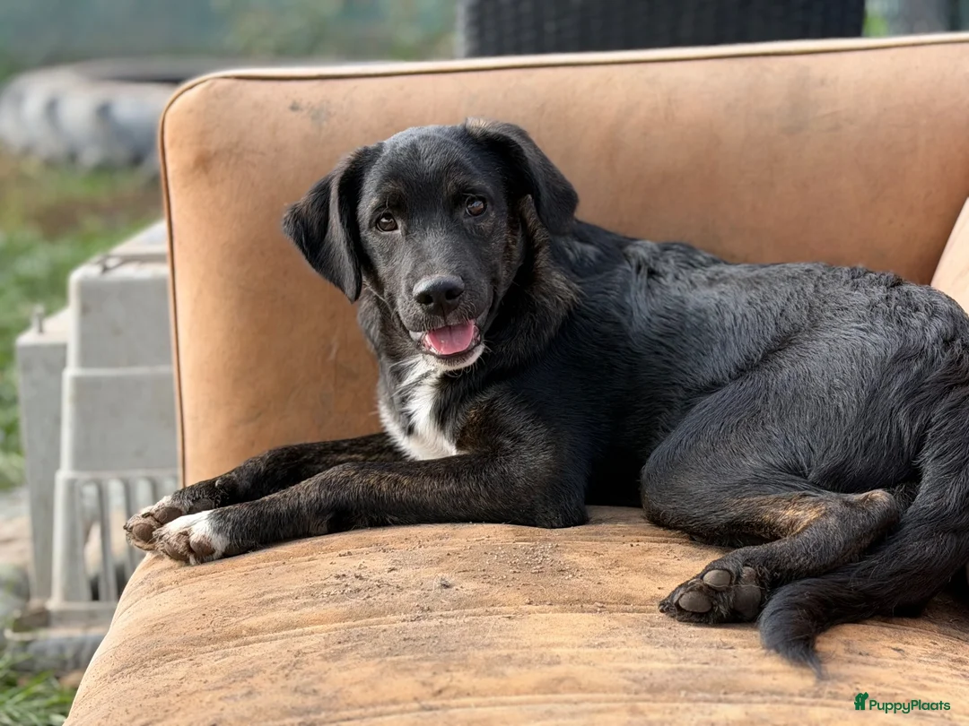 Kruising honden ter adoptie: Apollo - Advertentie 7