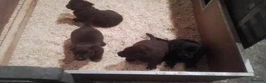 Labrador Retriever 4