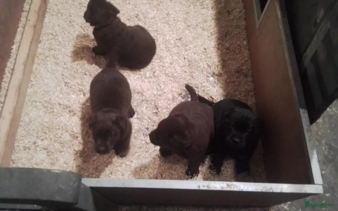 Labrador Retriever honden te koop: Pups labrador retriever - Advertentie 5