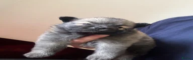 Keeshond 2