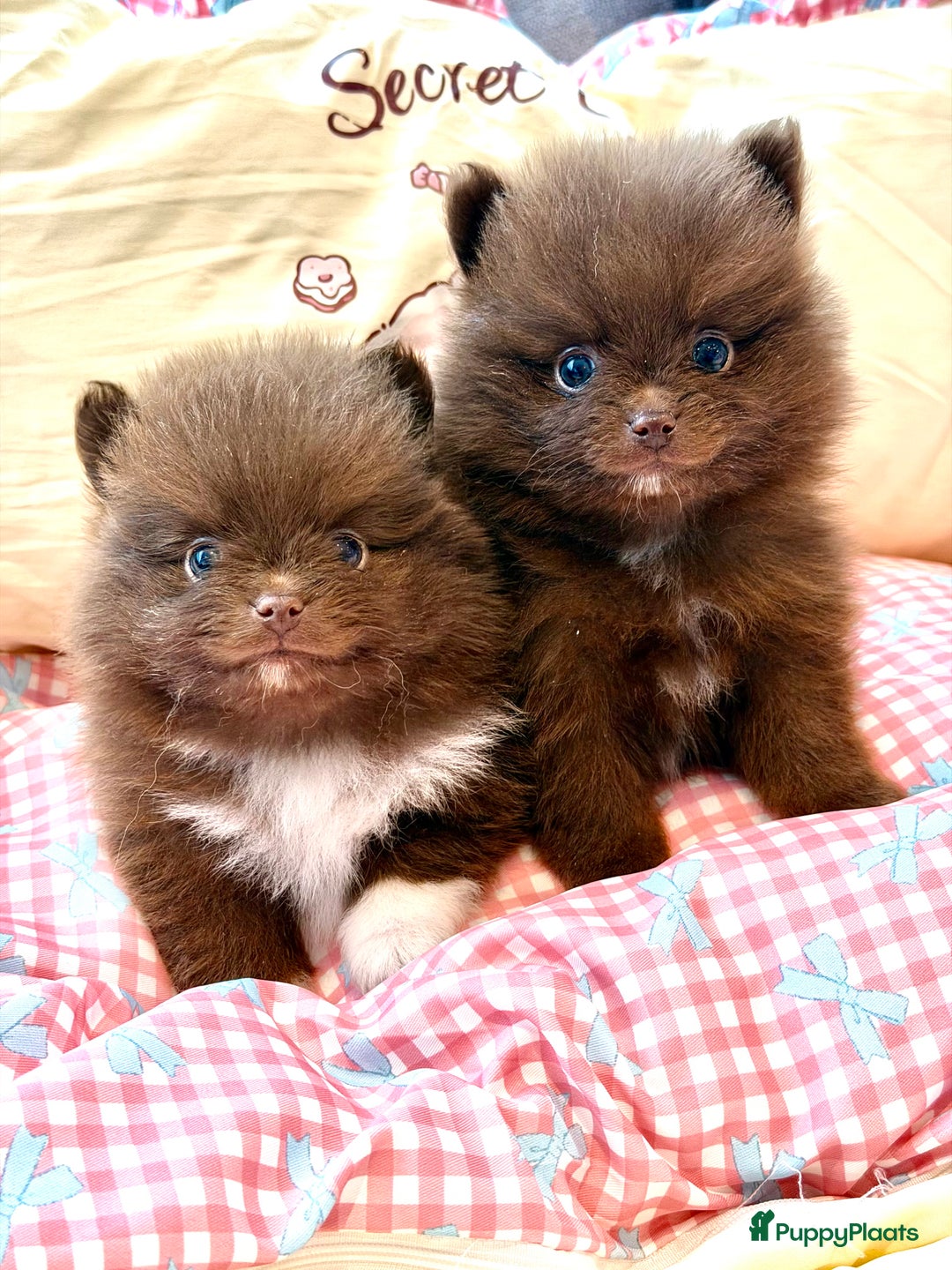 Pomeriaan honden te koop: Choco pomeranian pomeriaan pups te reserveren - Advertentie 7