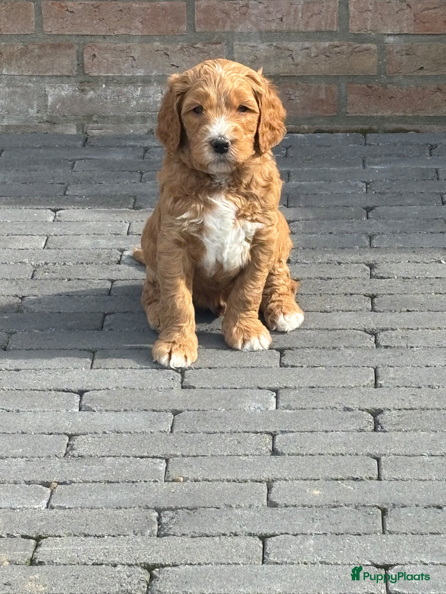 Australian Labradoodle honden Australian labradoodle pups - Advertentie 1