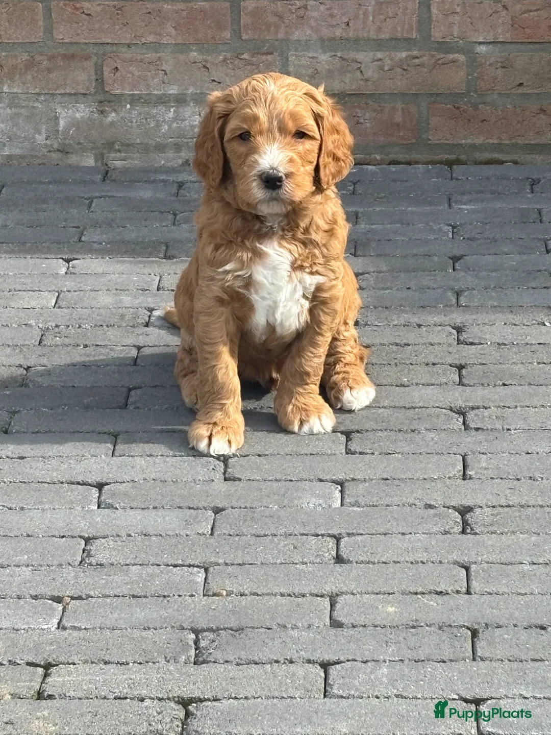 Australian Labradoodle honden te koop: Australian labradoodle pups - Advertentie 1