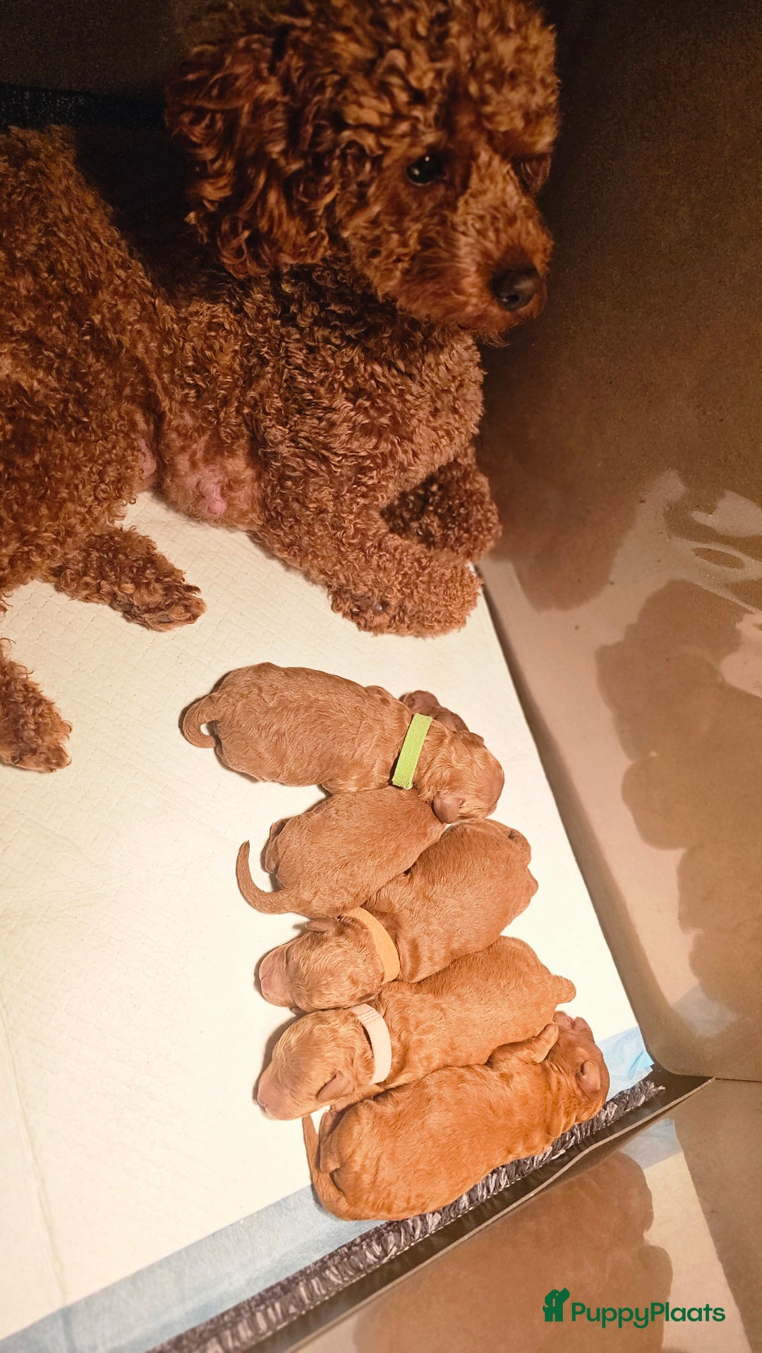 Poedel Toy honden te koop: Toy/dwerg poedel pups 🐾 - Advertentie 2