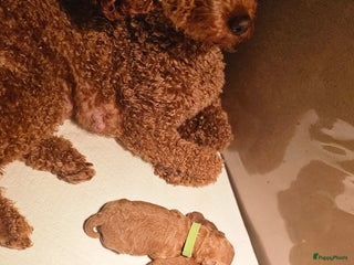 Poedel Toy honden Toy/dwerg poedel pups 🐾 - Advertentie 4