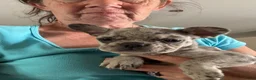 Franse Bulldog honden te koop: Prachtige Fluffy Franse buldogs  - Advertentie 8