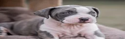 Amerikaanse Bully honden ter dekking: American Bully XL dekreu  - Advertentie 18