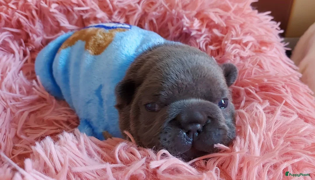 Franse Bulldog honden te koop: Prachtige Franse Bulldog pups met stamboom - Advertentie 4