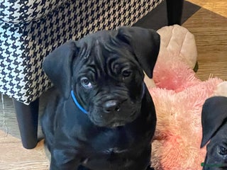 Cane Corso honden Te koop zwarte Cane corso pups met FCI stamboom - Advertentie 11