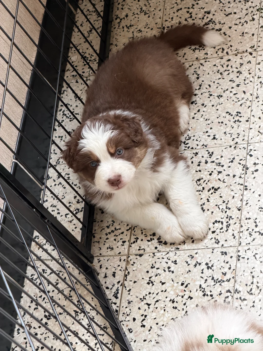 Australian Shepherd honden te koop: Aussie herder pups en huiselijke sfeer opgegroeid - Advertentie 17