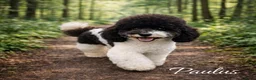 Shihpoo honden te koop: Mini doodle, shihpoo pupjes, reutjes - Advertentie 9