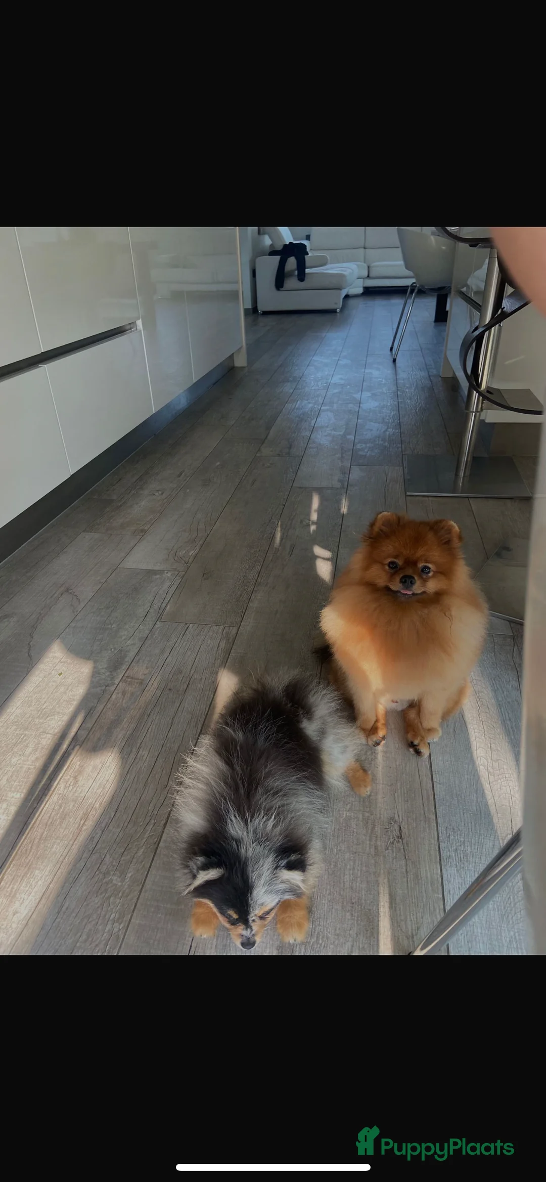 Pomeriaan honden te koop: Pomeriaan pups te koop  - Advertentie 10