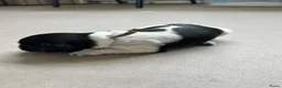 Nederlandse Schapendoes honden te koop: Prachtige schapendoesjes - Advertentie 6