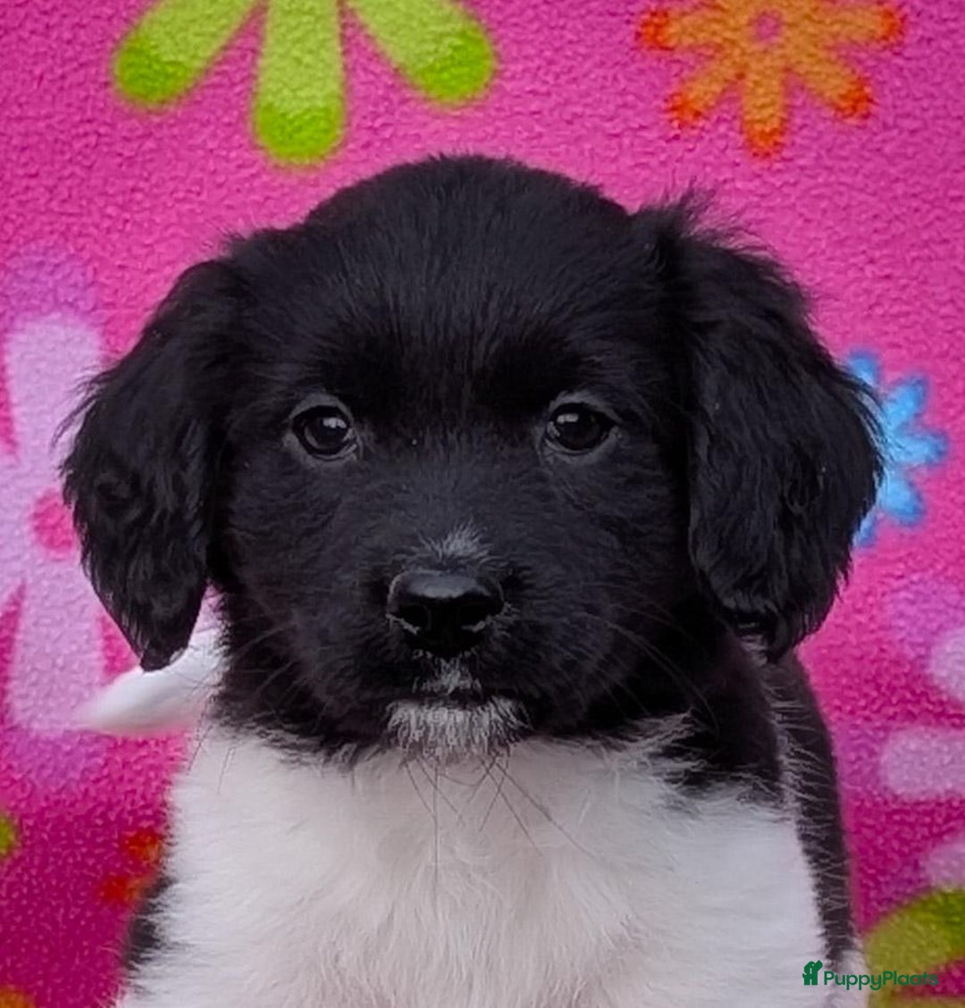 Friese Stabij honden te koop: Prachtige friese stabij x border collie pups  - Advertentie 3