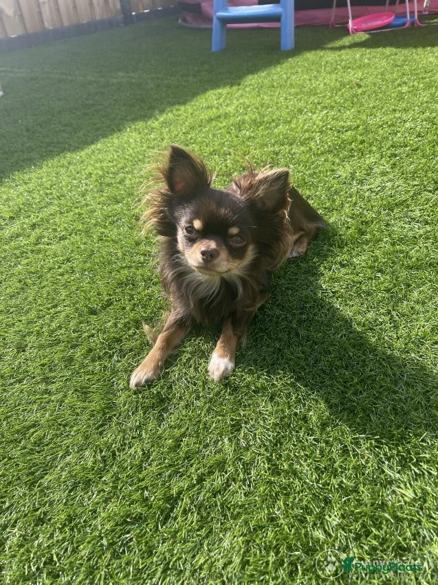 Chihuahua honden Chihuahua dekreu in Sint-Oedenrode - Advertentie 19