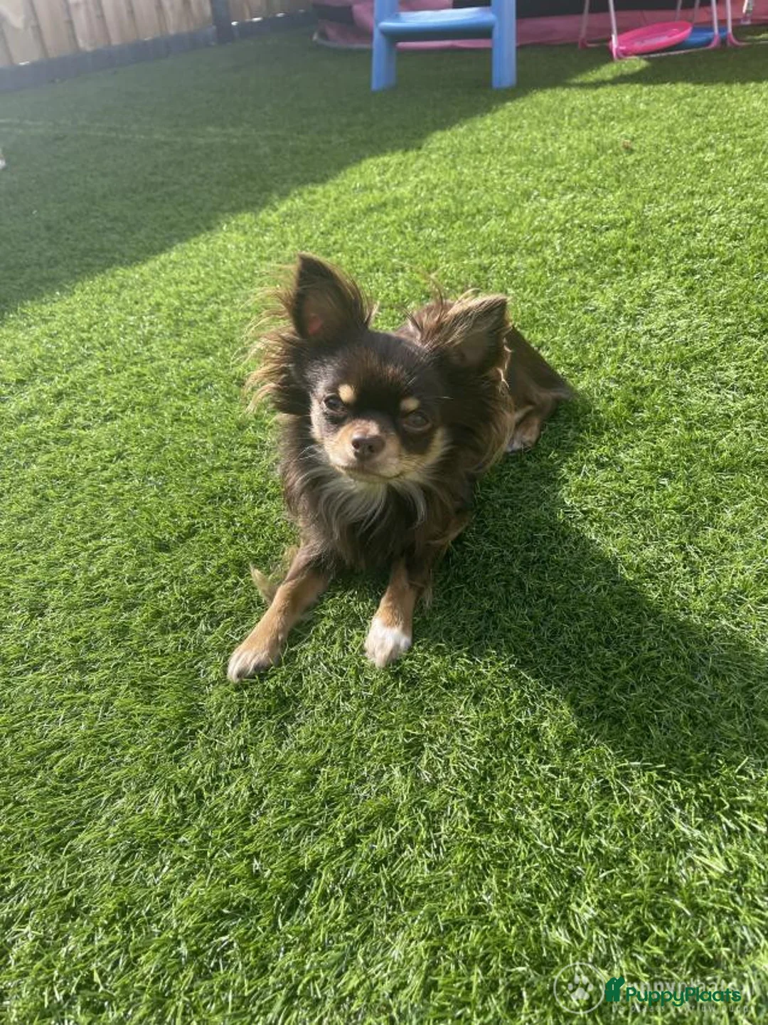 Chihuahua honden ter dekking: Chihuahua dekreu in Sint-Oedenrode - Advertentie 1