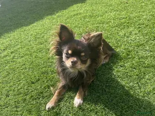 Chihuahua honden Chihuahua dekreu in Sint-Oedenrode - Advertentie 2
