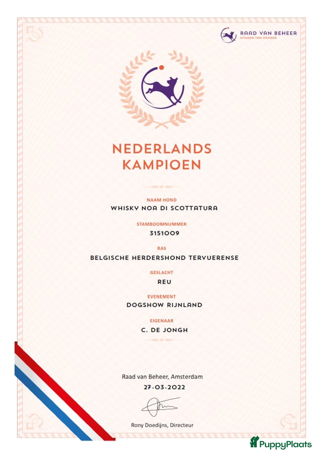Tervuerense Herder honden te koop: Tervuerense herder pups - Afbeelding 16