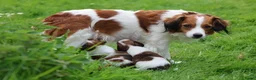Kooikerhondje honden te koop: kooiker pups in Paterswolde - Advertentie 1