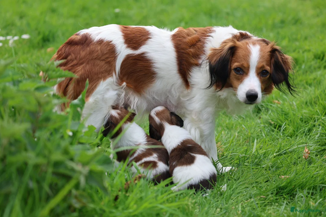 Kooikerhondje honden te koop: kooiker pups in Paterswolde - Advertentie 1