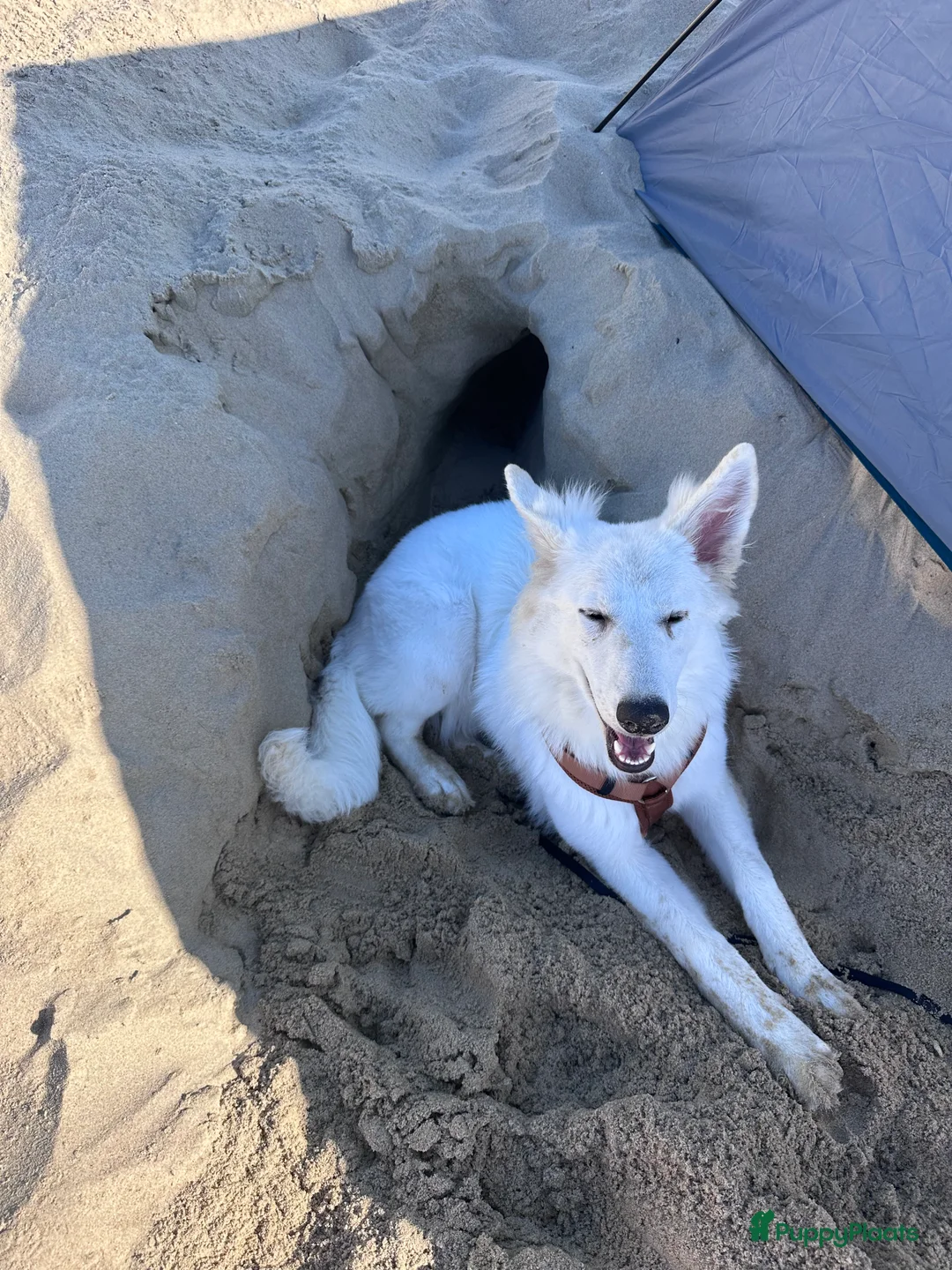 Zwitserse Witte Herdershond honden te koop: zwitserse herder - Advertentie 3