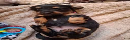 Teckel (langhaar) honden te koop: Prachtige Black en Tan pups - Advertentie 15