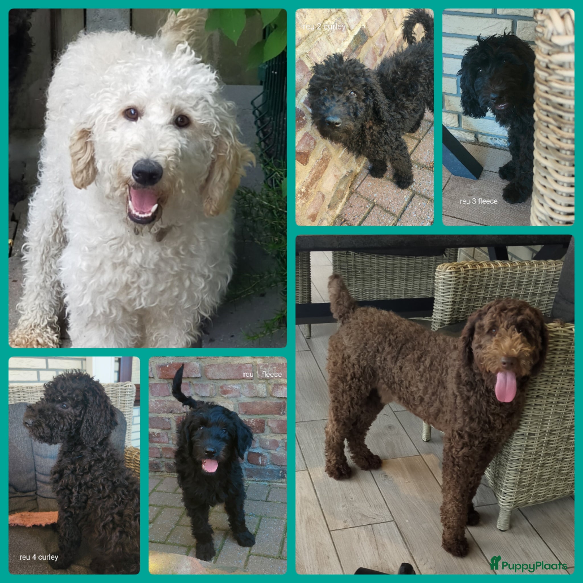 Labradoodle honden 3 prachtige zwarte f4 labradoodle pups - Advertentie 9