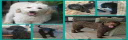Labradoodle honden te koop: 3 prachtige zwarte f4 labradoodle pups - Advertentie 1