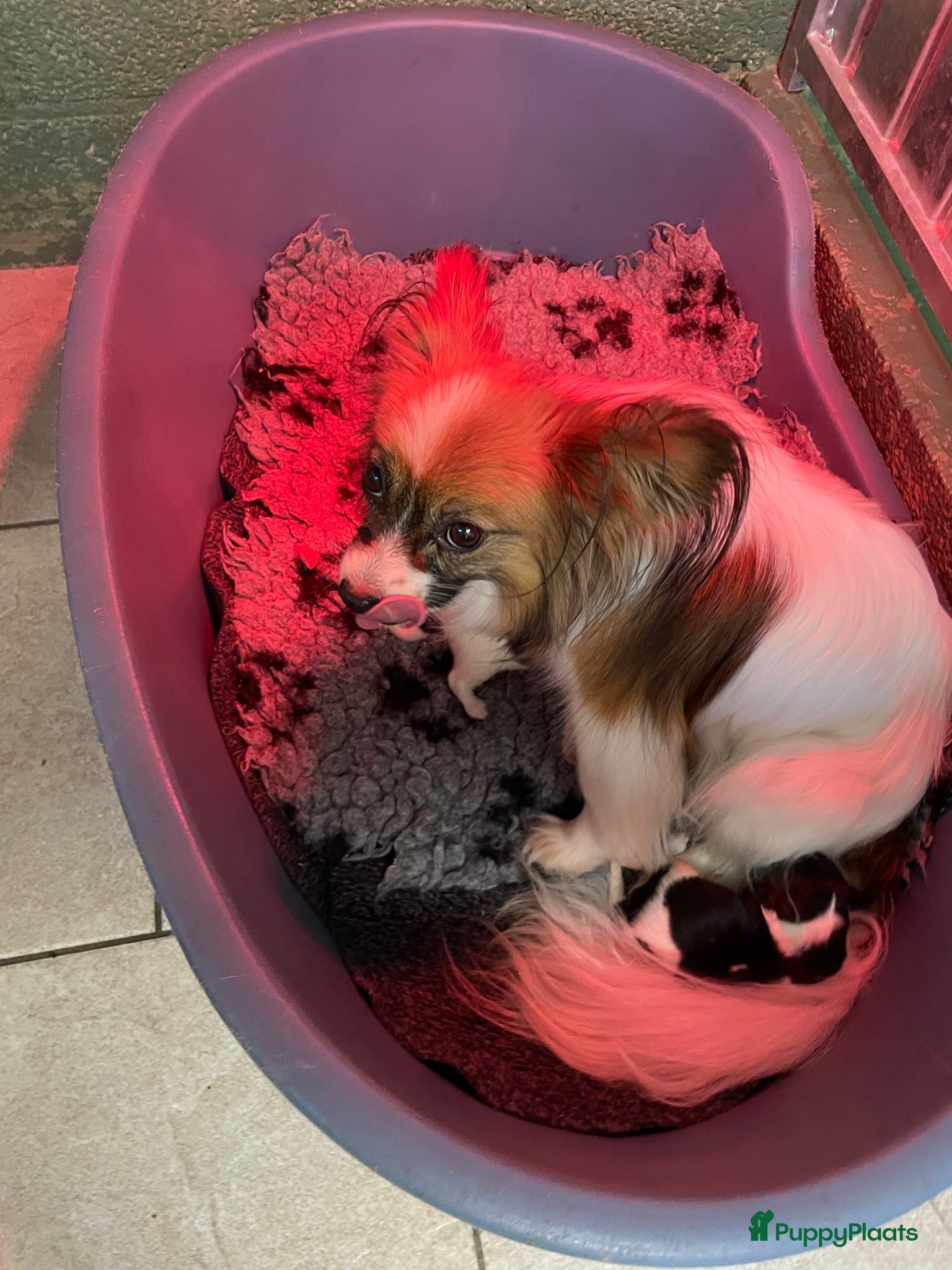 Vlinderhondje honden Prachtige vlinderhondjes met stamboom  - Advertentie 14