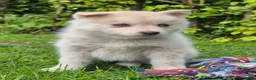 Kruising honden te koop: Pomsky x shiba inu (1/4) pups - Advertentie 19