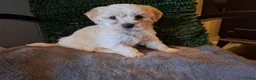 Maltipoo honden te koop: Maltipoo pups. Ouders aanwezig.  - Advertentie 3
