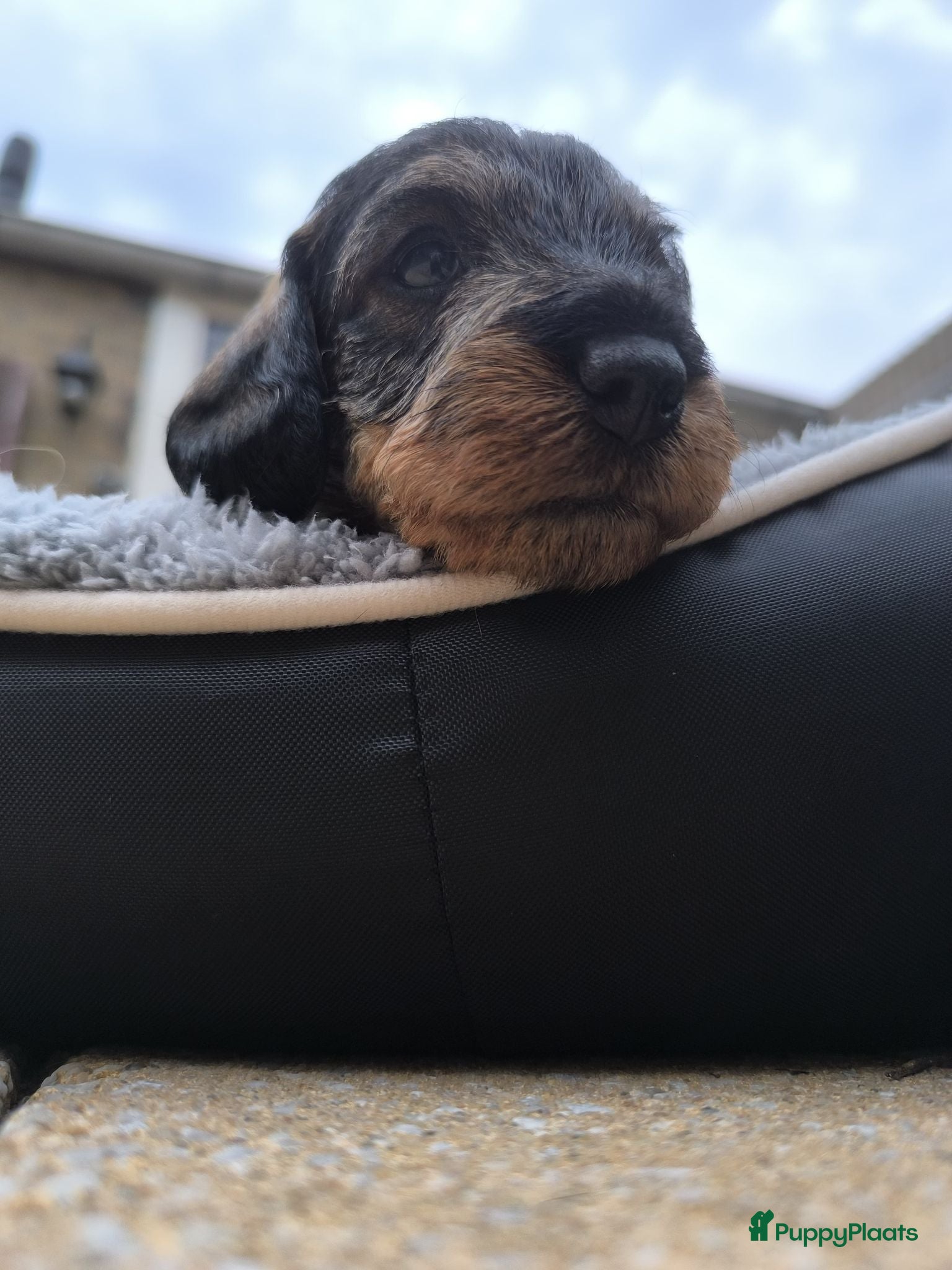 Ruwhaar Teckel honden Prachtige ruwharige standaard teckel pup - Advertentie 2