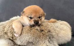Shiba honden te koop: Shiba pups geboren in Kerkwerve - Afbeelding 9