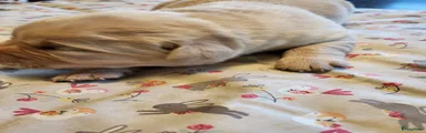 Labrador Retriever Puppy 5