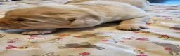 Labrador Retriever honden te koop: Mooi nest Labrador pups - Advertentie 6